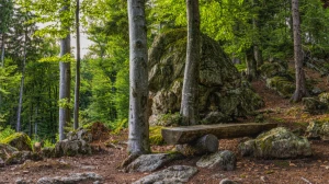 Optical Illusion: Only X-Ray Vision people Can Spot the Hidden Deer in 6 Secs