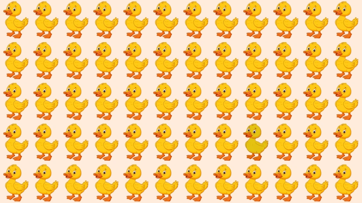 Brain Teaser: Can You Find the Odd Duck in 6 Seconds?