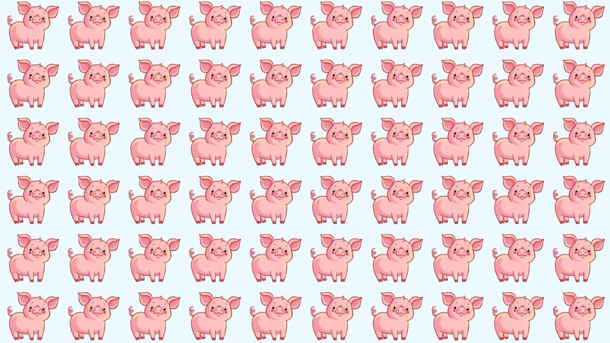 Optical Illusion: Challenge Your Eyes to Find The Odd Pig in 6 Seconds Optical Illusion: Challenge Your Eyes to Find The Odd Pig in 6 Seconds