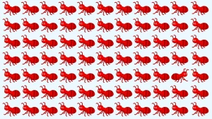 Optical Illusion: Test Your Eyes - Find the Odd One in 5 Seconds