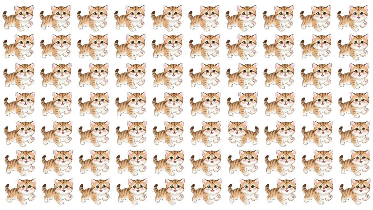 Optical Illusion: Challenge Yourself to Spot the Different Cat in 5 Seconds