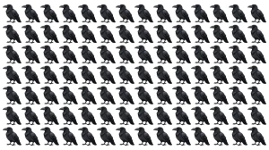 Optical Illusion: Challenge Yourself to Spot the Different Crow in 5 Seconds