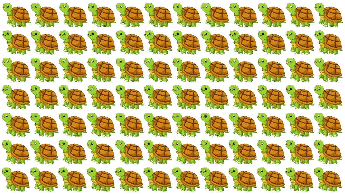 Optical Illusion: Challenge Yourself to Spot the Different Turtoise in 8 Seconds Optical Illusion: Challenge Yourself to Spot the Different Turtoise in 8 Seconds