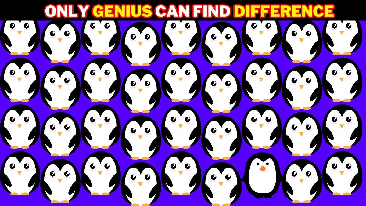 Brain Test: Only Hawk Eyes Can Spot the Different Penguin in 6 Secs