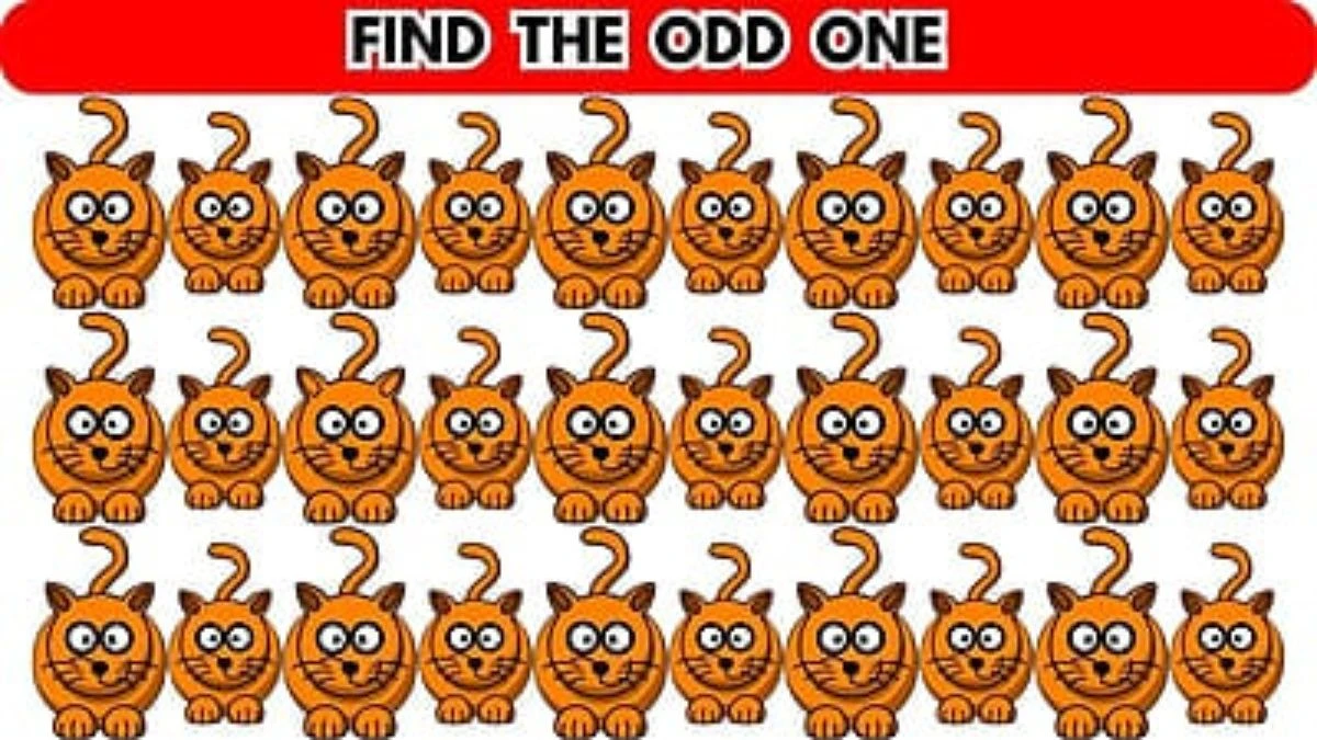 Brain Teaser For Geniuses:  Only the smartest people can spot an odd Cat in 5 Secs