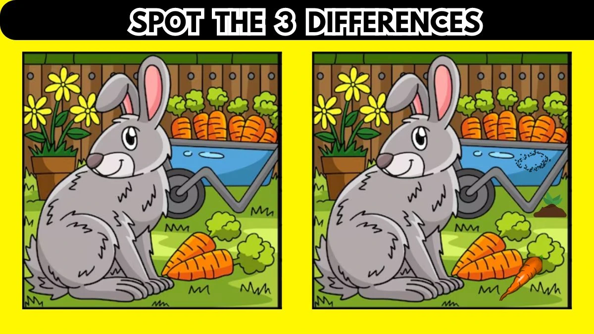 Brain Teaser Spot the Difference Picture Puzzle: Only Sharp Eyes Can ...