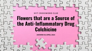 Find the answer for NYT Crossword Clue Flowers that are a Source of the Anti-Inflammatory Drug Colchicine Dated 06 April 2024