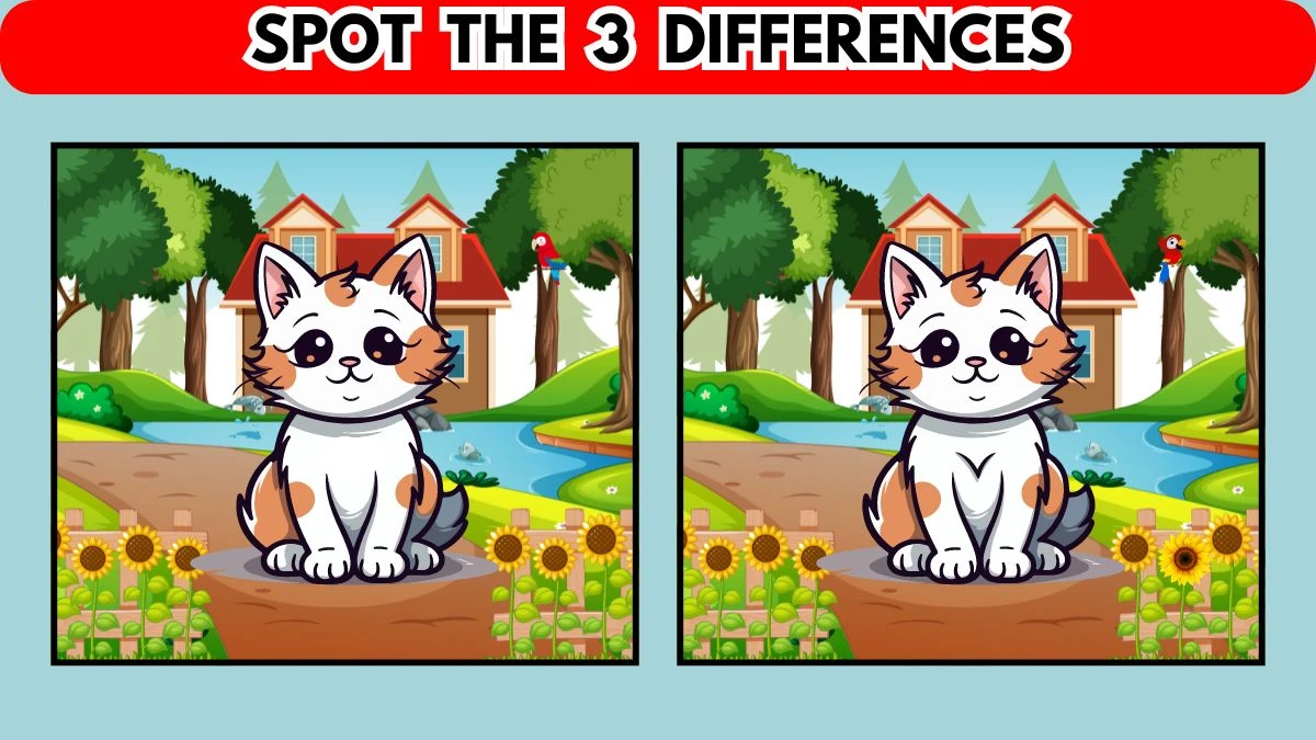 Optical Illusion Spot the 3 Differences Game: Only 10% of people can spot the 3 differences in this Cat Image in 10 Secs