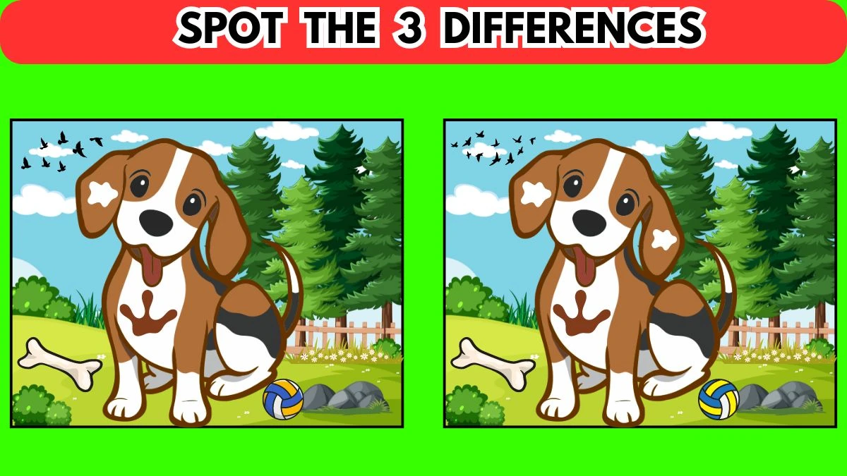 Optical Illusion Spot the Difference Picture Puzzle Game: Only Extra Sharp Eyes Can Spot the 3 Differences in this Dog image in 12 Secs