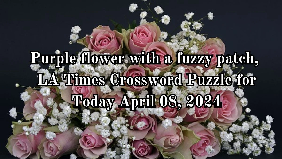 Purple flower with a fuzzy patch, LA Times Crossword Puzzle for Today April 08, 2024