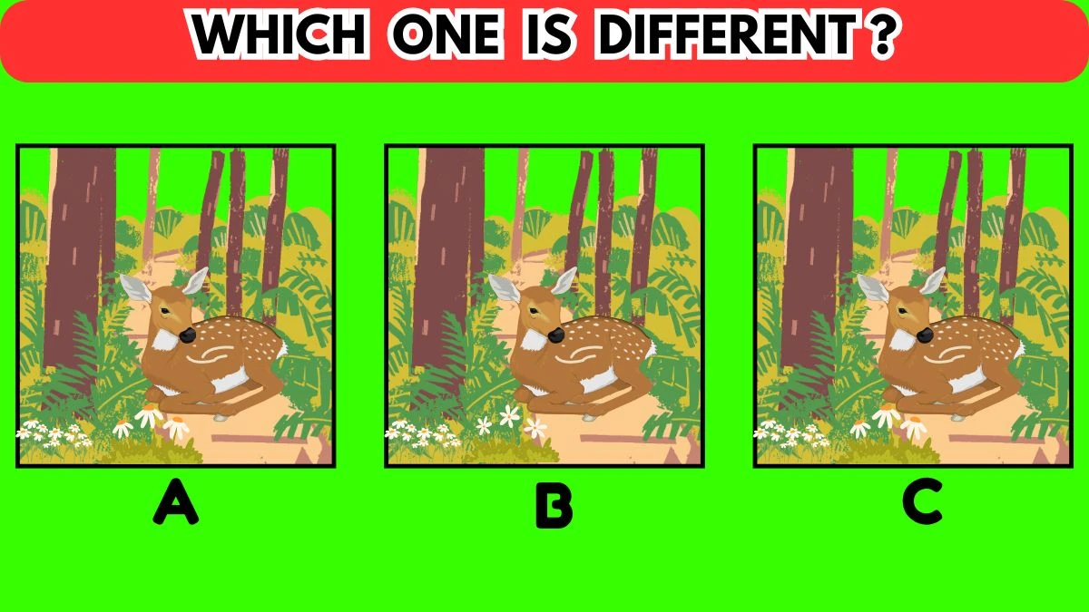 Seek and Find Puzzle: Only People with Eagle Eyes Can Spot the Different One in 6 Secs