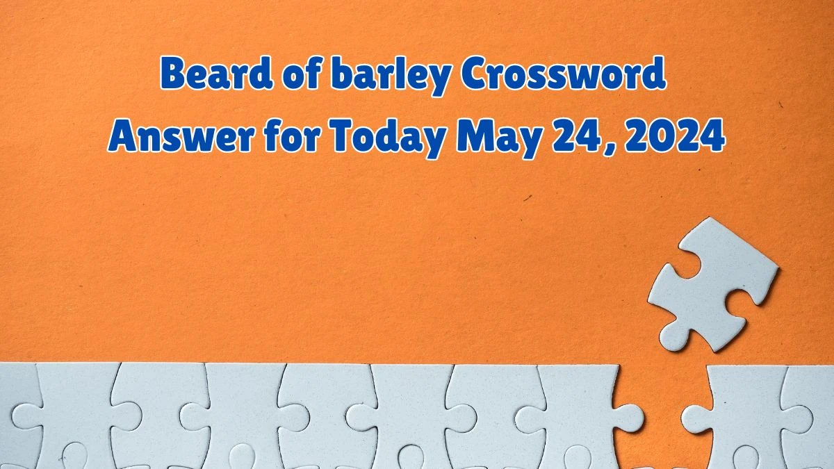 Beard of barley Crossword Answer for Today May 24 2024 News