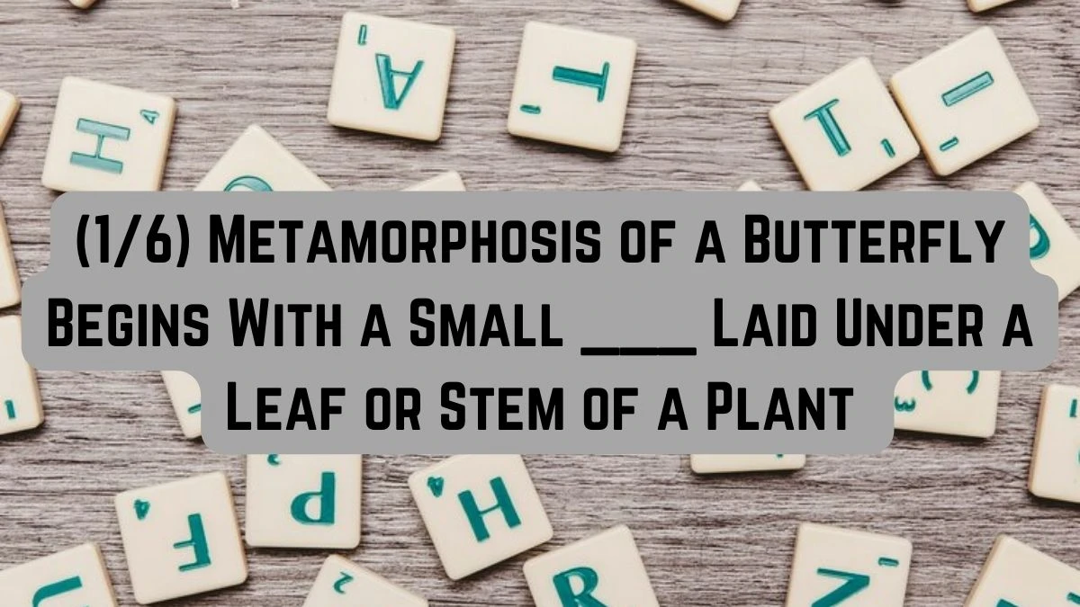 Daily Themed Crossword Clue (1/6) Metamorphosis of a Butterfly Begins With a Small ___ Laid Under a Leaf or Stem of a Plant Answer for May 17, 2024