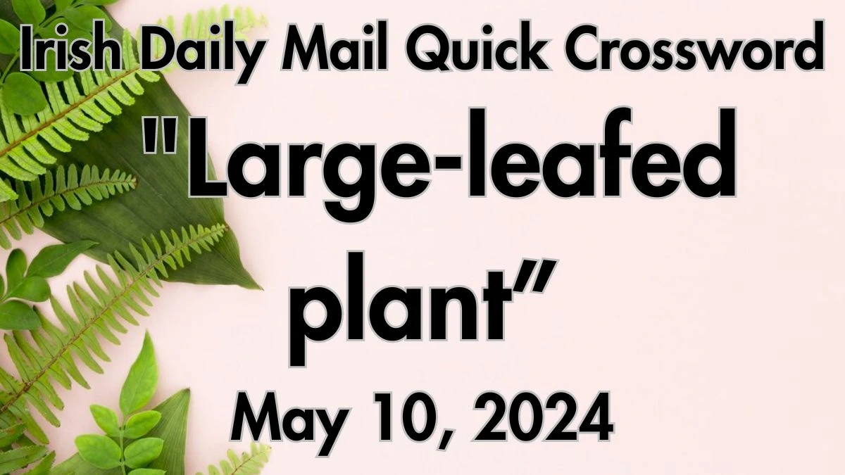Irish Daily Mail Quick Large-leafed plant (7) Crossword Clue on May 10, 2024