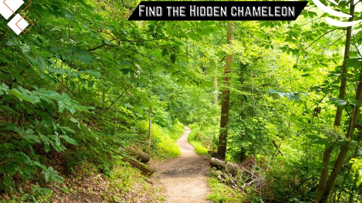 Optical Illusion Eye Test: Only Excellent Vision Can Spot the Hidden Chameleon in this forest Image in 5 Secs