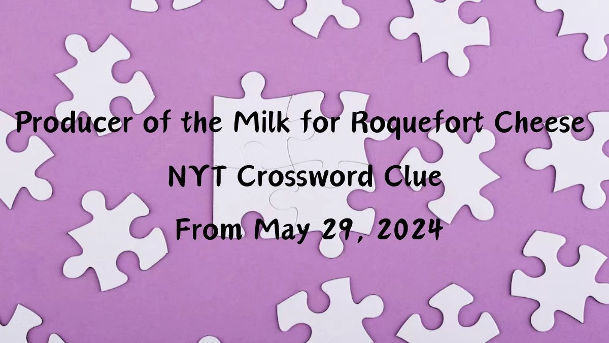 Producer of the Milk for Roquefort Cheese NYT Crossword Clue From May 29, 2024