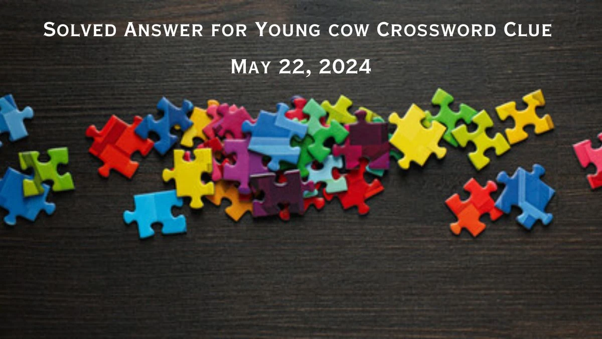 Solved Answer for Young cow Crossword Clue May 22, 2024