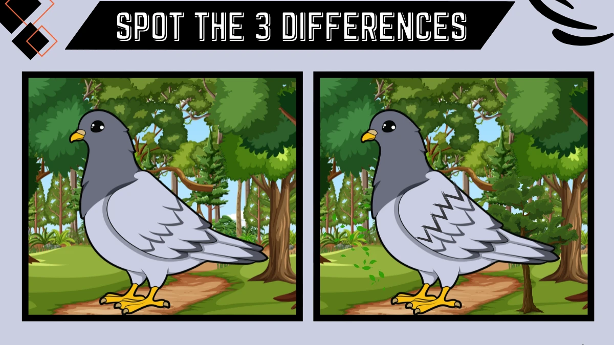 Spot the 3 Difference Picture Puzzle Game: Only the most attentive pair of eyes Can Spot the 3 Differences in this Dove Image in 8 Secs