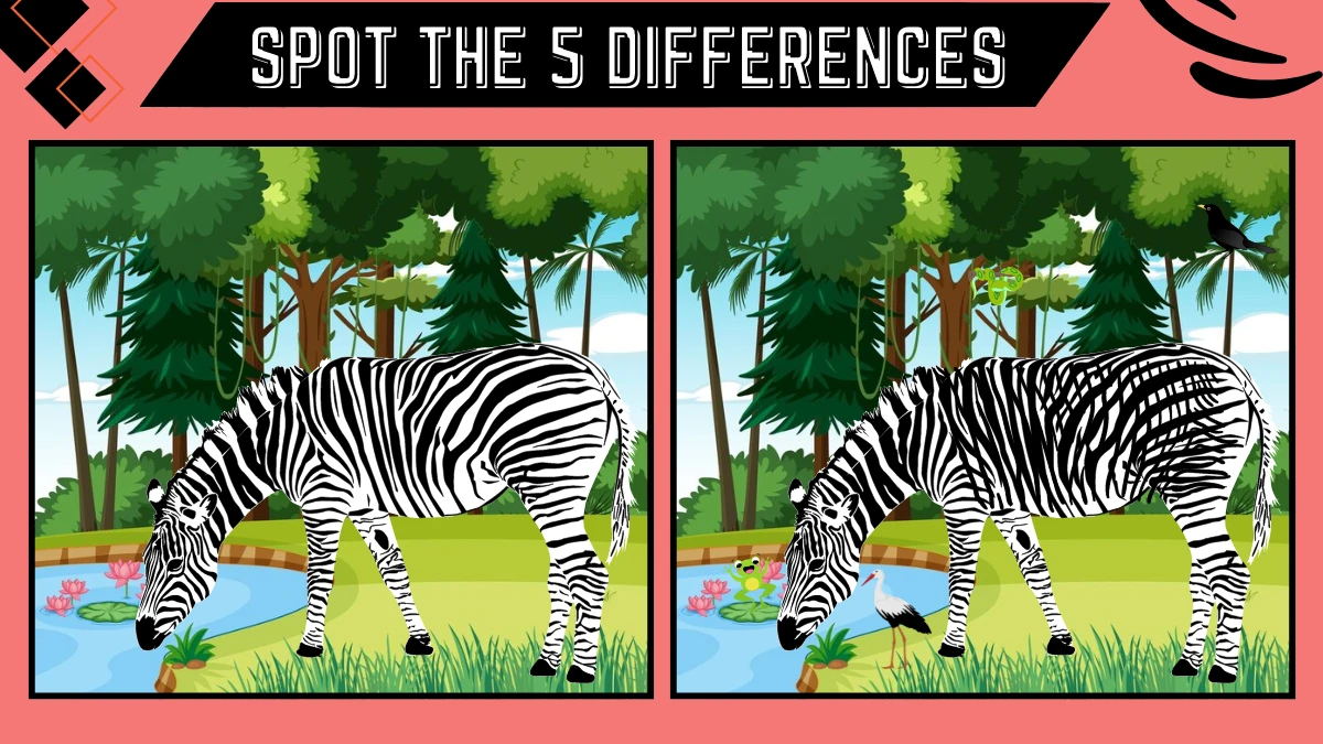 Spot the 5 Difference Picture Puzzle Game: Only Sharp Eyes Can Spot the 5 Differences in this Zebra Image in 12 Secs