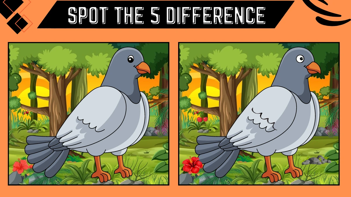 Spot the 5 Differences Picture Puzzle Game: Only People with Eagle Eyes Can Spot the 5 Differences in this Pigeon  Image in 15 Secs