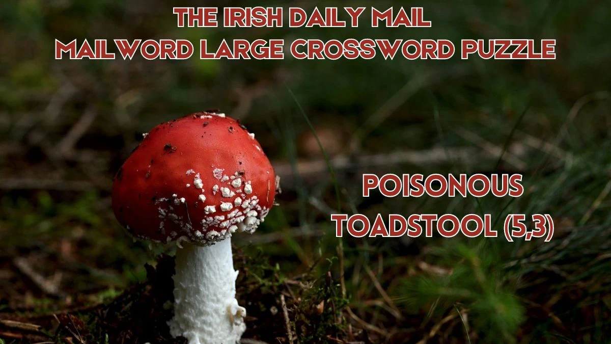 The Irish Daily Mail Mailword Large Crossword Poisonous toadstool (5,3) Check the Answer for May 29, 2024