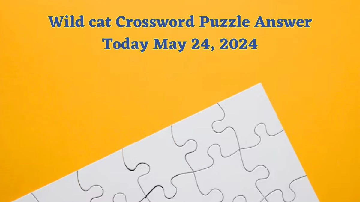 Wild cat Crossword Puzzle Answer Today May 24, 2024