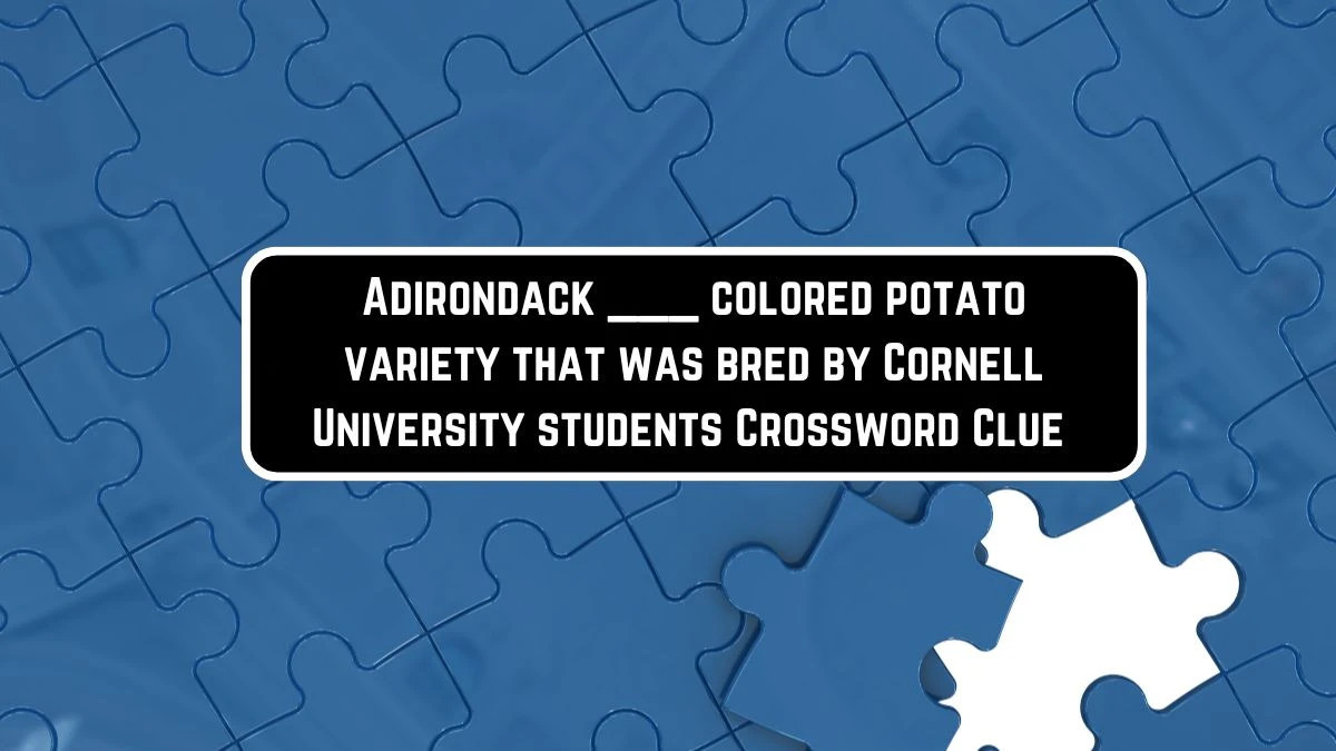 Adirondack ___ colored potato variety that was bred by Cornell University students Crossword Clue