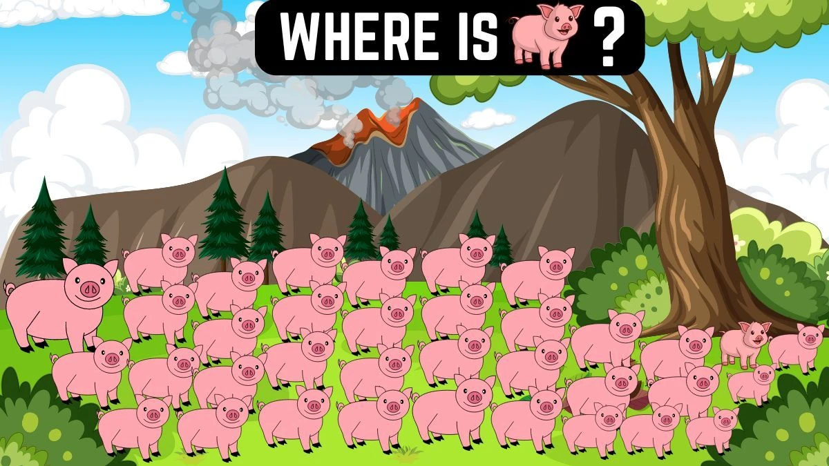 Brain Teaser Find it Out: Only Superhuman Vision Can Spot the Odd Pig in 12 Secs