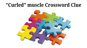 USA Today Curled muscle Crossword Clue Puzzle Answer from June 19, 2024