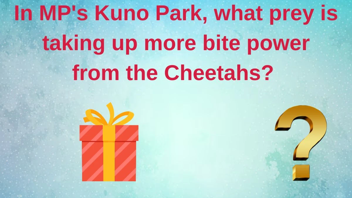 In MP's Kuno Park, what prey is taking up more bite power from the Cheetahs? Amazon Quiz Answer Today June 10, 2024