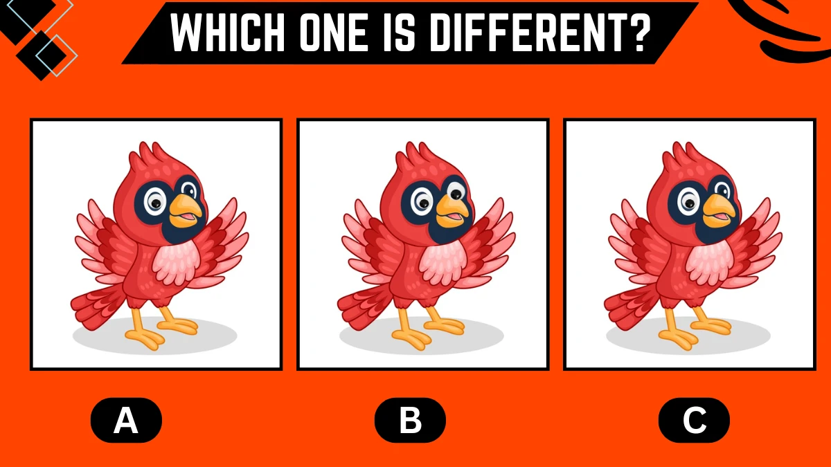 Observation Brain Challenge: Only Intelligent People Can Spot the Different Bird in 7 Secs
