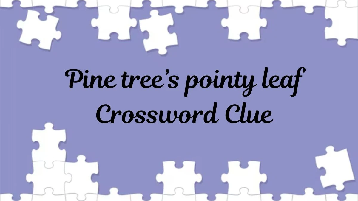 USA Today Pine tree’s pointy leaf Crossword Clue Puzzle Answer from June 26, 2024