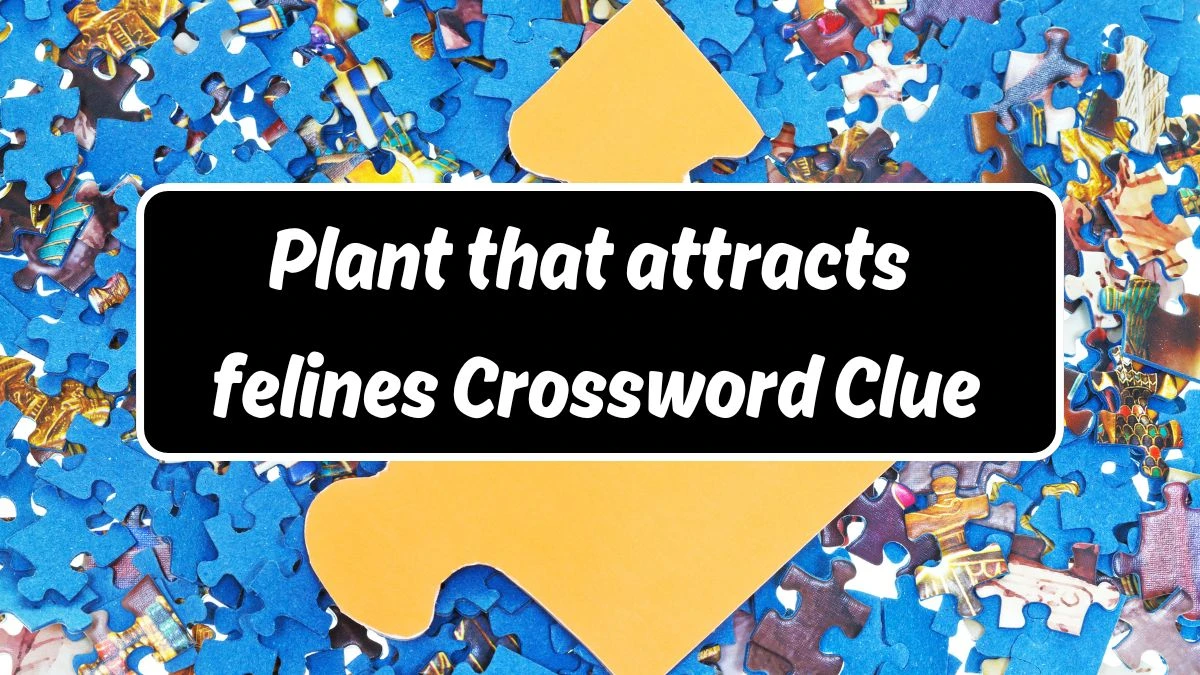 Plant that attracts felines Daily Commuter Crossword Clue Puzzle Answer from June 14, 2024