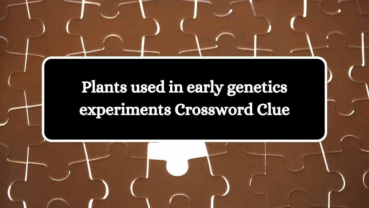 Plants used in early genetics experiments NYT Crossword Clue Puzzle Answer from June 22, 2024