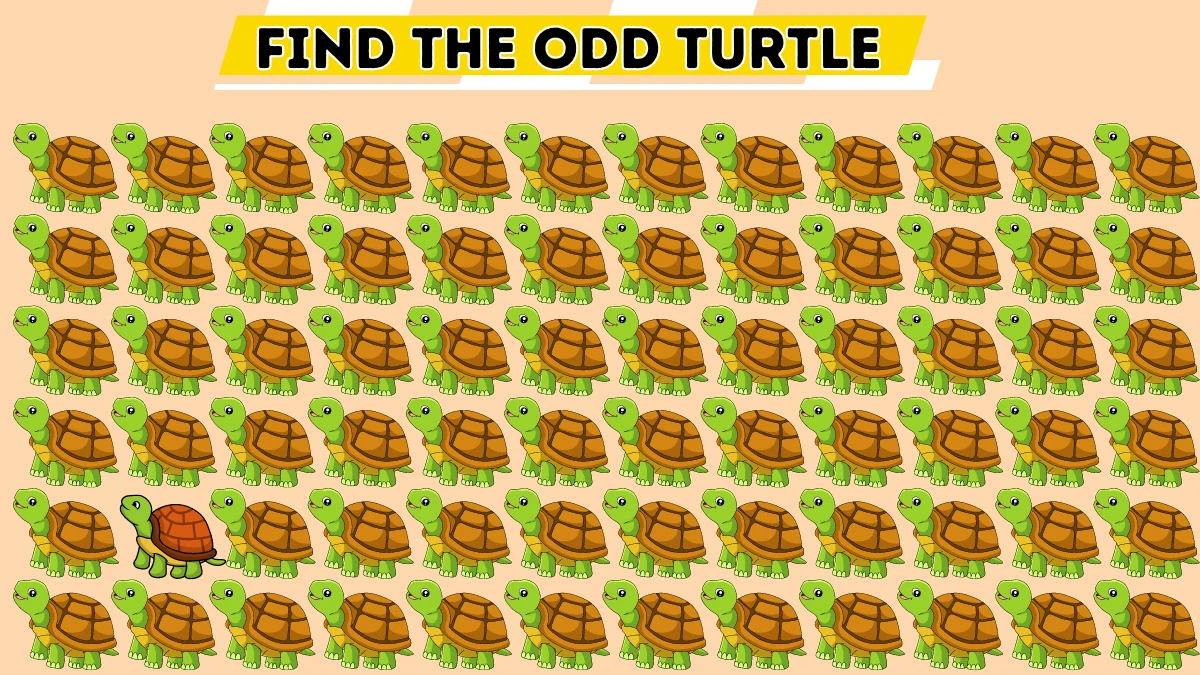 Seek and Find Puzzle: Only keen observers can find the odd turtle within 10 secs