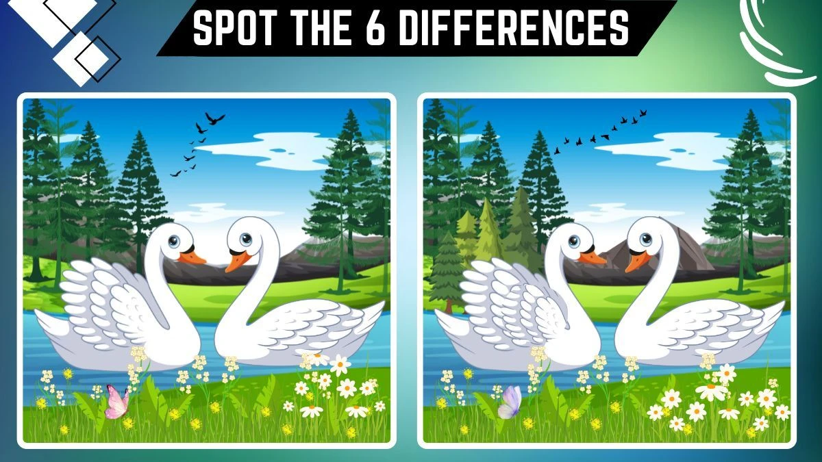 Spot the 6 Differences: Only Extra Sharp Eyes Can Spot the 6 Differences between these Swan Images in 15 Secs | Picture Puzzle Game