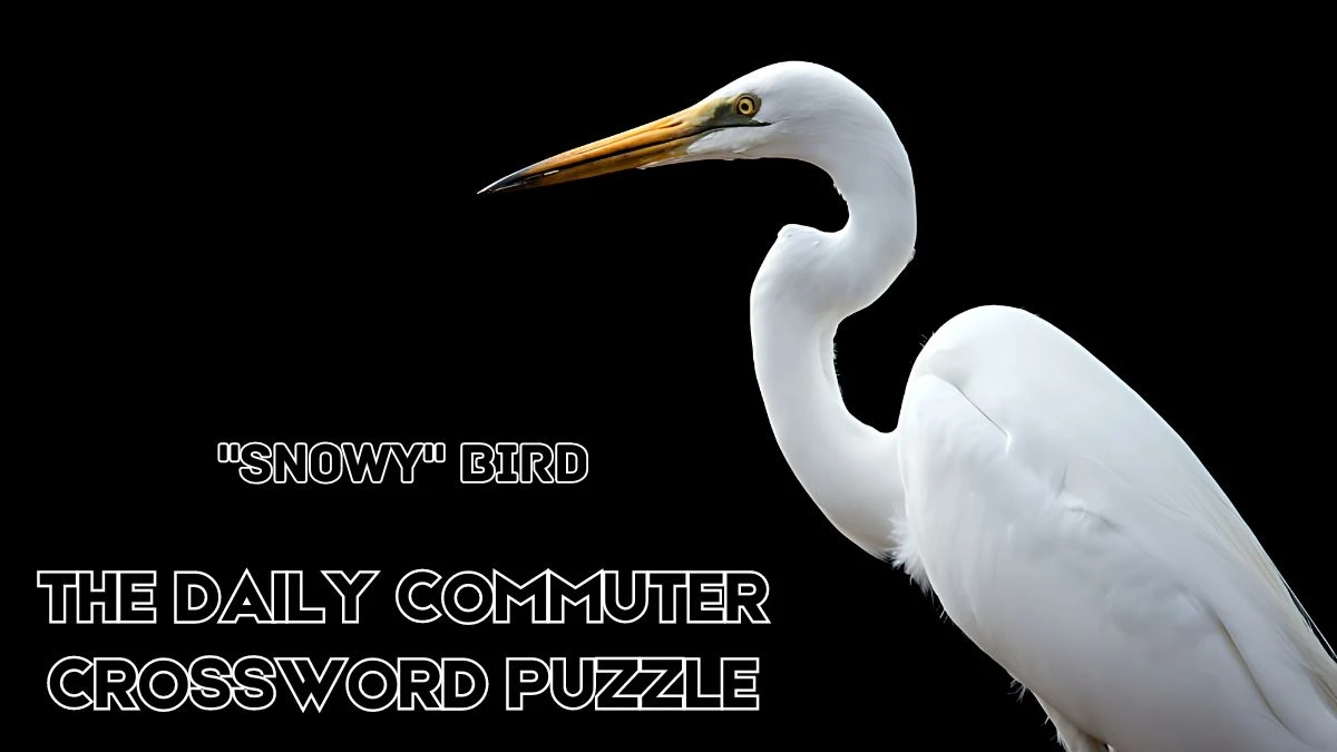 The Daily Commuter Crossword Snowy bird Crossword Clue Check the Answer for June 1, 2024