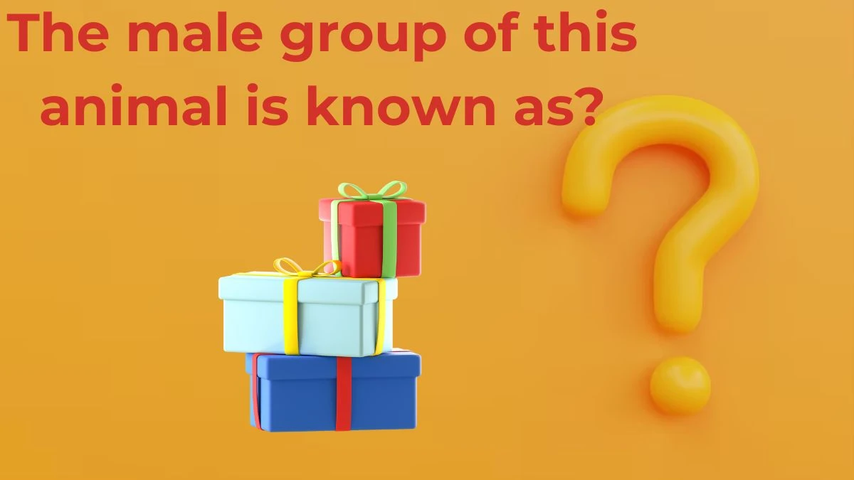 The male group of this animal is known as? Amazon Quiz Answer Today June 29, 2024