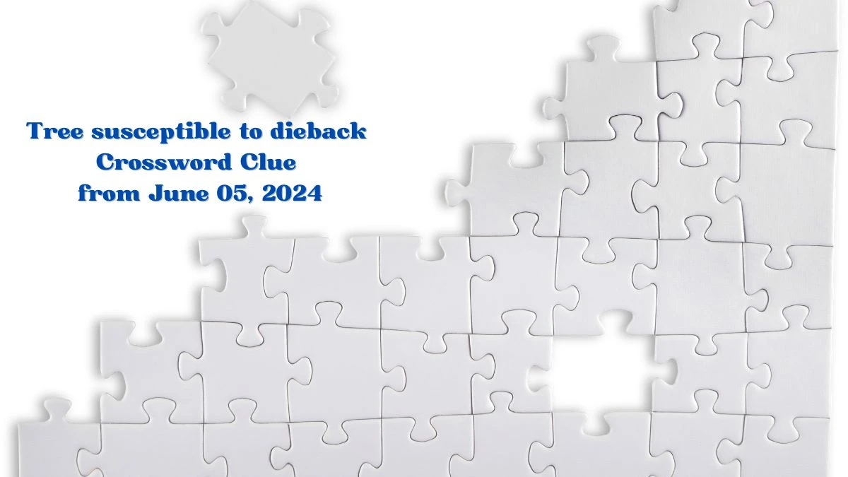 Tree susceptible to dieback Crossword Clue from June 05, 2024