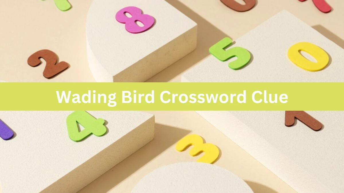 Wading Bird Crossword Clue Puzzle Answer from June 26, 2024