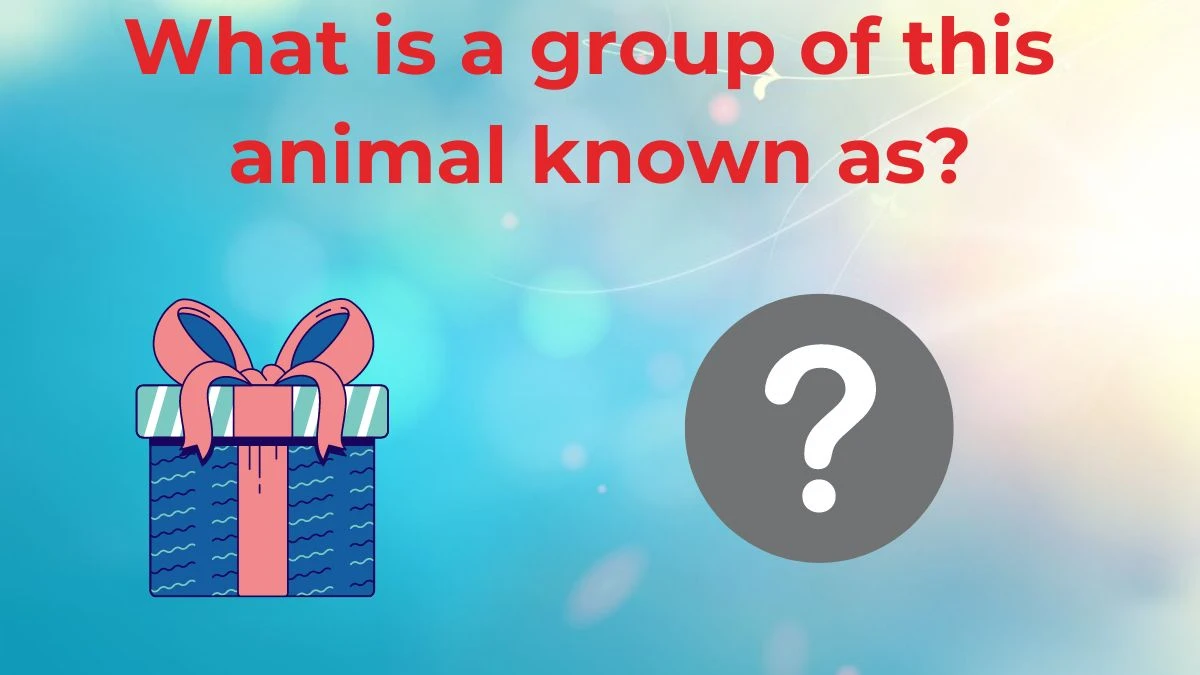 What is a group of this animal known as? Amazon Quiz Answer Today June 28, 2024