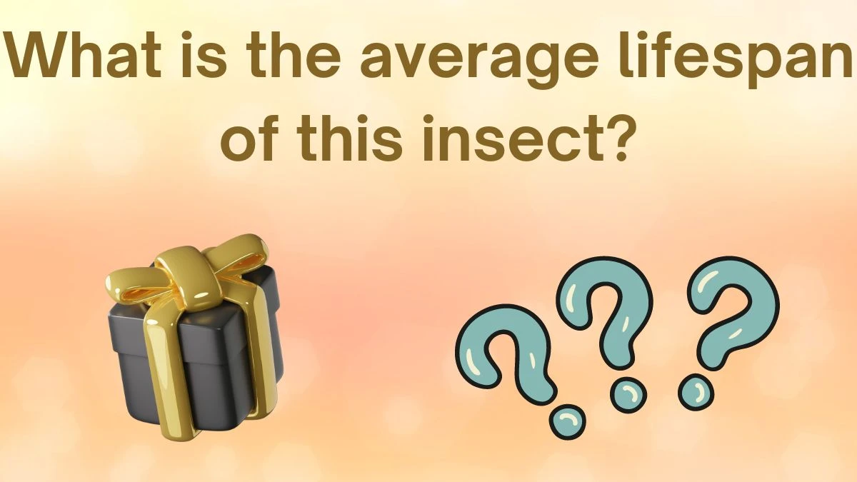 What is the average lifespan of this insect? Amazon Quiz Answer Today June 13, 2024