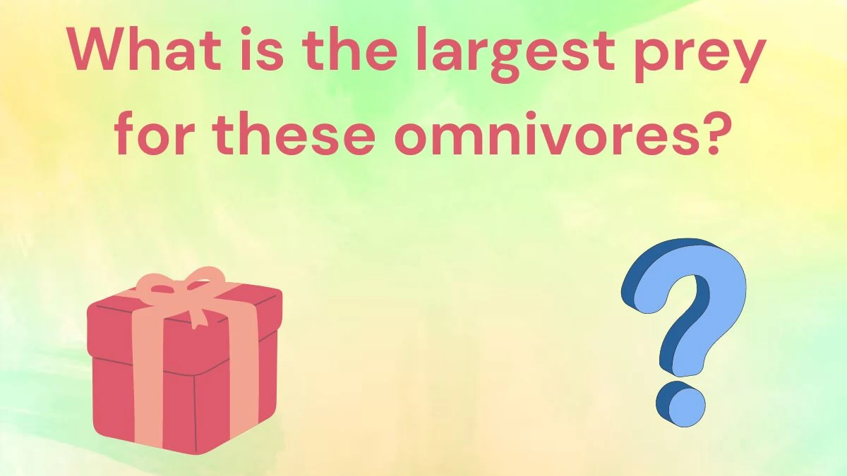 What is the largest prey for these omnivores? Amazon Quiz Answer Today June 24, 2024