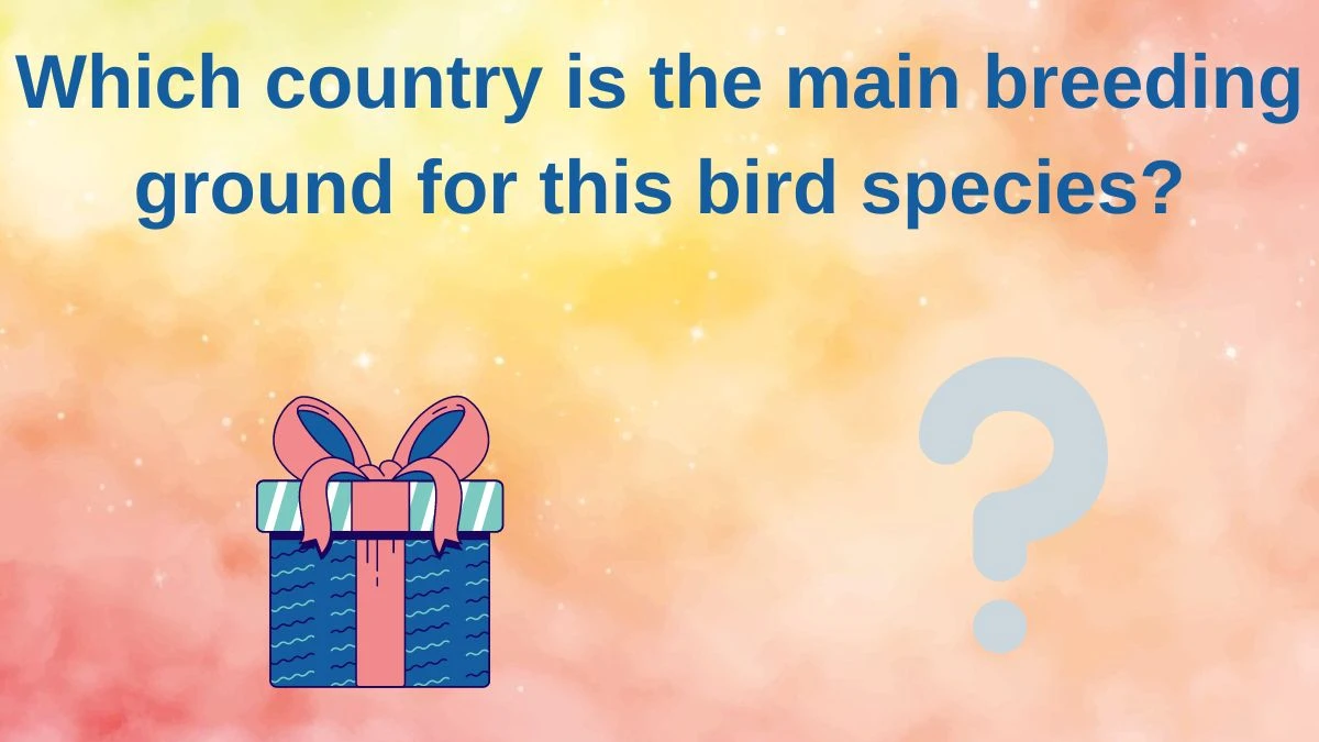 Which country is the main breeding ground for this bird species? Amazon Quiz Answer Today June 12, 2024