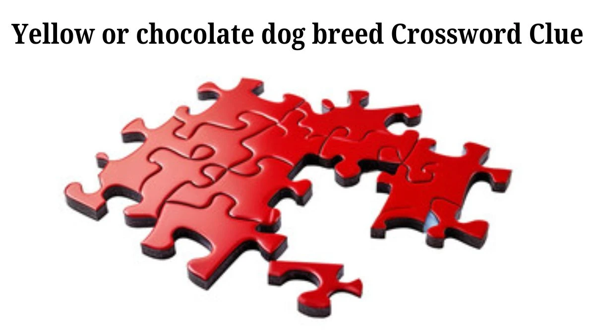 USA Today Yellow or chocolate dog breed Crossword Clue Puzzle Answer from June 19, 2024