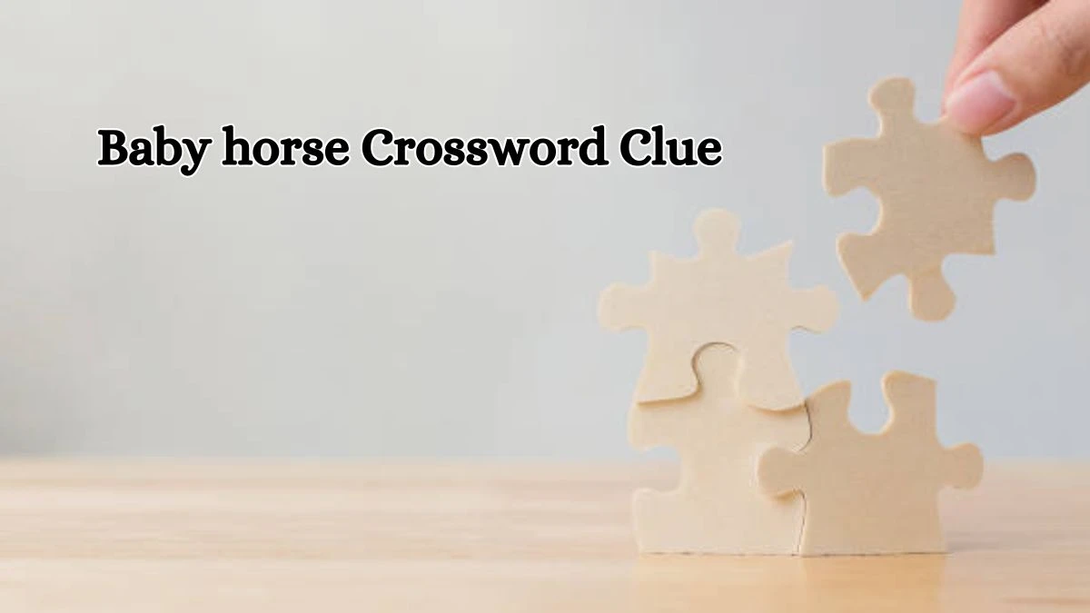 Baby horse Daily Commuter Crossword Clue Puzzle Answer from July 13, 2024