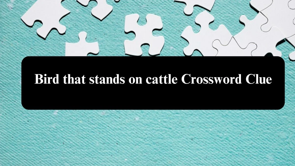 Bird that stands on cattle Crossword Clue Puzzle Answer from August 01, 2024