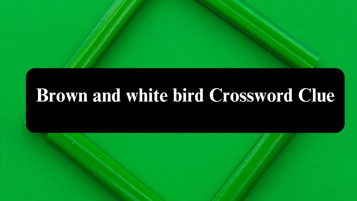 Brown and white bird Crossword Clue Puzzle Answer from July 29, 2024