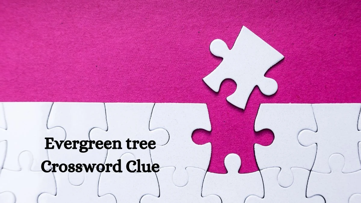 Daily Commuter Evergreen tree Crossword Clue 10 Letters Puzzle Answer from July 27, 2024