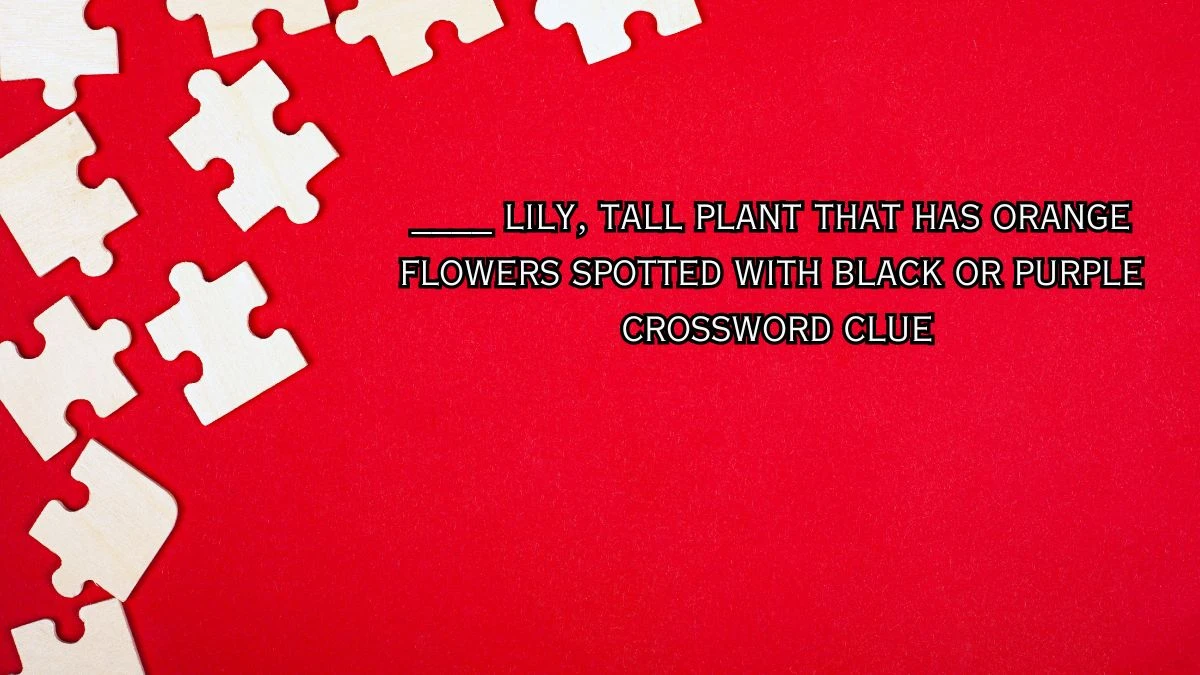 ____ lily, tall plant that has orange flowers spotted with black or purple Crossword Clue Puzzle Answer from July 26, 2024